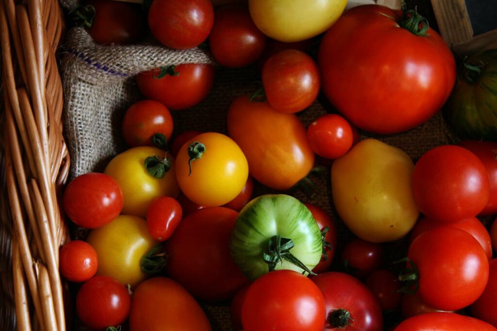 L'histoire de la tomate - Tomates et concombres de nos régions